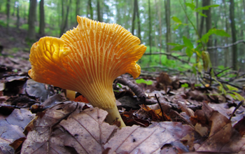 .. eierschwammerl im wald