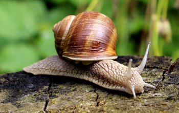 .. weinbergschnecke