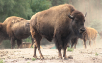 .. bison