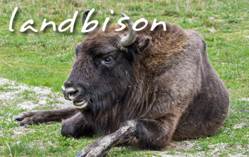 .. landbison