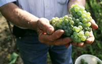 .. grner veltliner