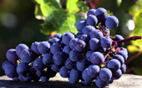 .. cabernet sauvignon traube