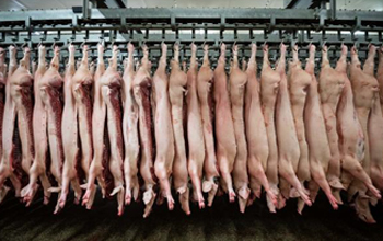 .. schweinehlften nach dem schlachten