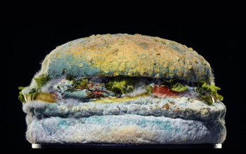 .. schimmel-whopper